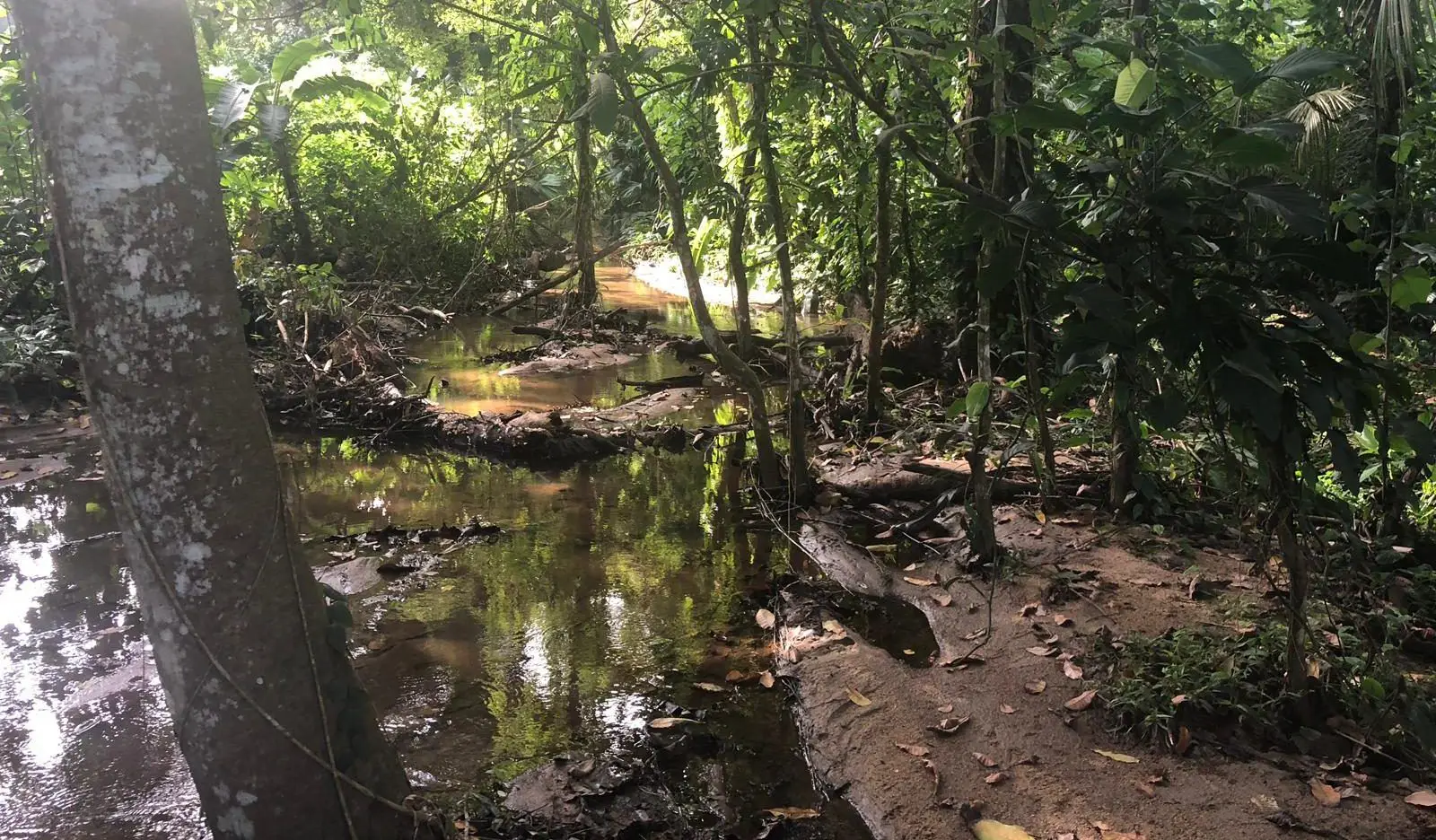 Selva Parque Tayrona