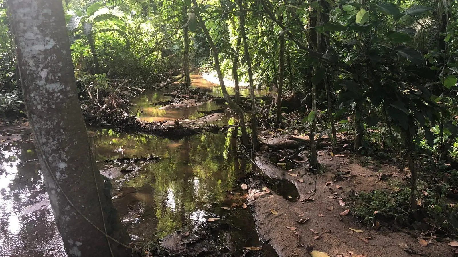Selva Parque Tayrona