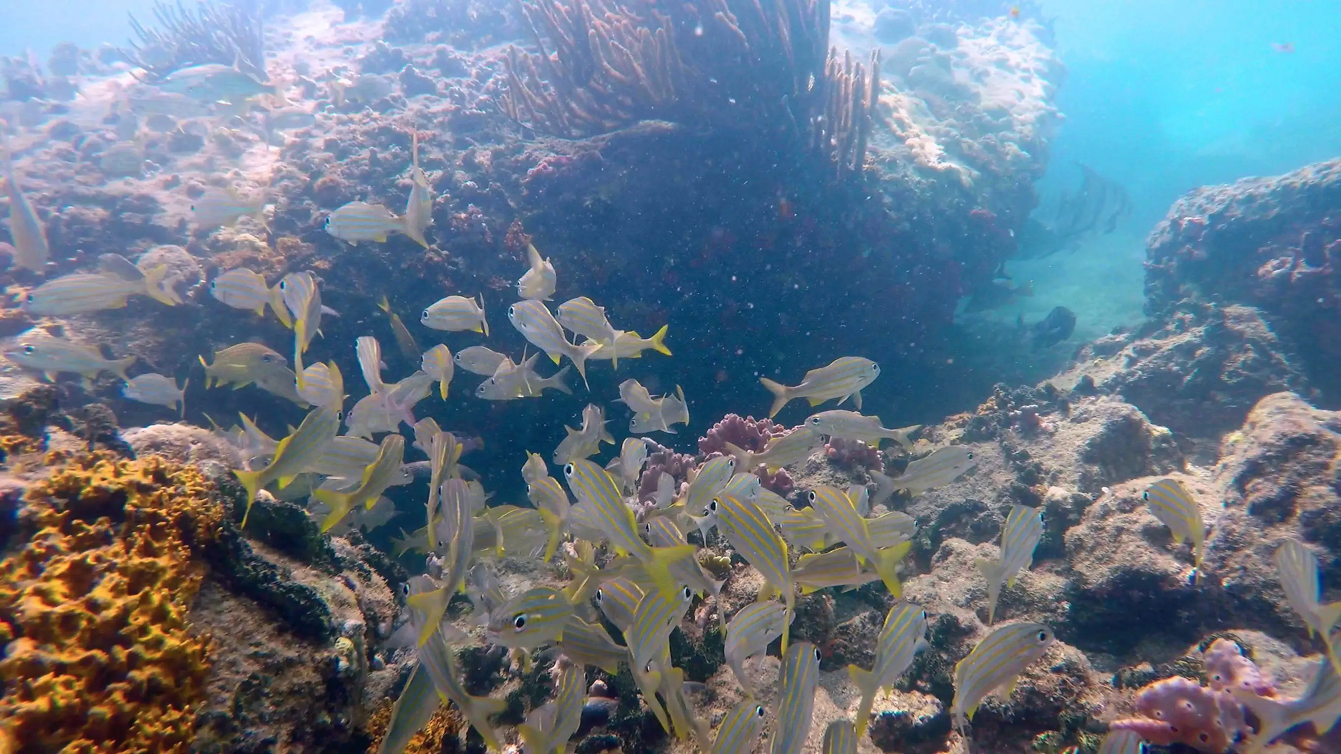 Buceo Parque Tayrona